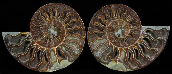 Polished Ammonite Pair - Agatized #54318